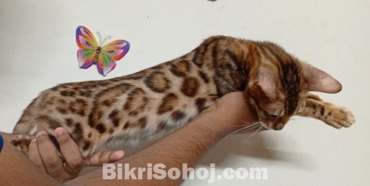 Female Bengal cat